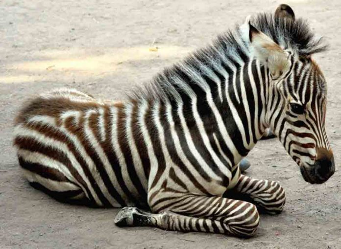 zebra_6