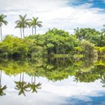 43025170-Fairchild-tropical-botanical-garden-Miami-FL-USA-Beautiful-palm-trees-with-reflection-in-lake-Stock-Photo