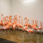 Flamingo shelter