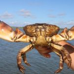 Crab