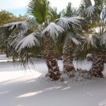 snow-in-florida