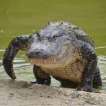 Alligator,_Florida