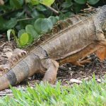 Iguana_iguana_15zz