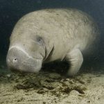 Manatee_Florida