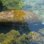 around-tail-manatee-4290641_1280