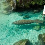 endangered-florida-manatee