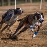 greyhound