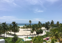 Addio alle palme di Miami Beach? Colpa del cambiamento climatico