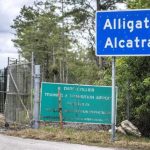 alligator